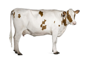krowa 2