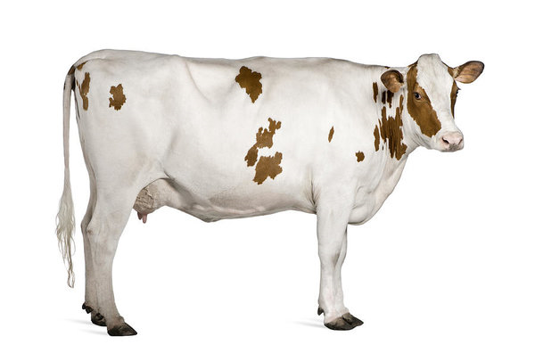 krowa 2