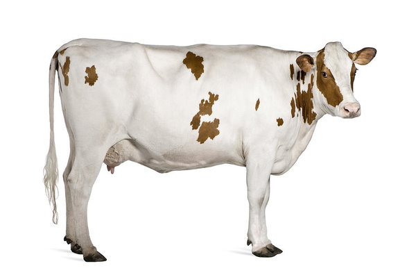 Pasze pełnoporcjowe dla krów