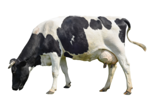 krowa