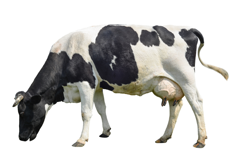 Pasze pełnoporcjowe dla krów bez GMO