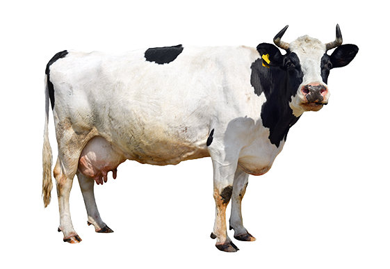 Sypkie korektory dla krów bez GMO