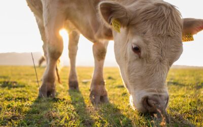 🐮🌞 Stres cieplny, a Zdrowie Twojego Bydła 💪